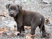 Labrador Retriever thumbnail