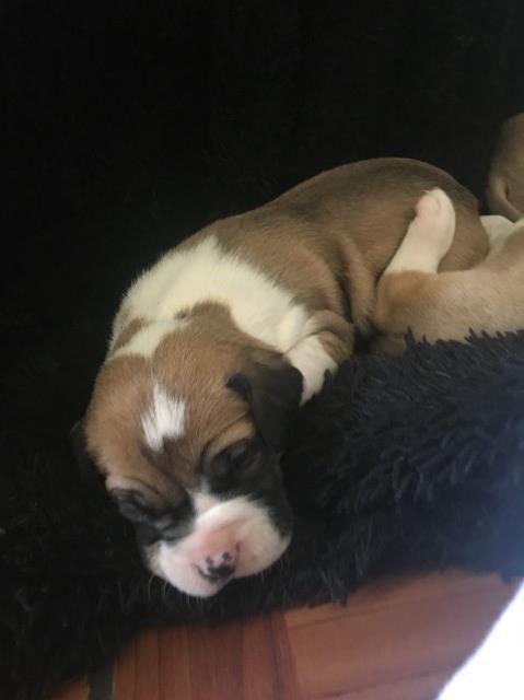 American Indian Dog puppy for sale + 60618