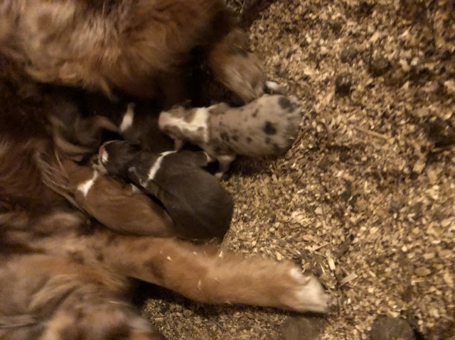 purebred Australian Shepherd Litter