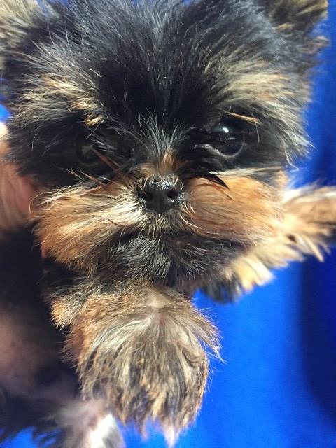 Yorkshire Terrier puppy for sale + 52366