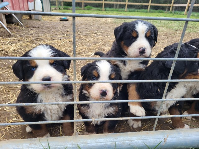 Bernese Mountain Dog puppy for sale + 66519