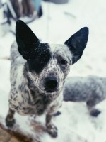 Female Blue Heeler Puppies Australian Cattle Dog for sale/adoption