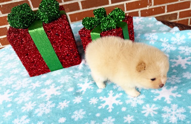 Pomeranian puppy for sale + 66916