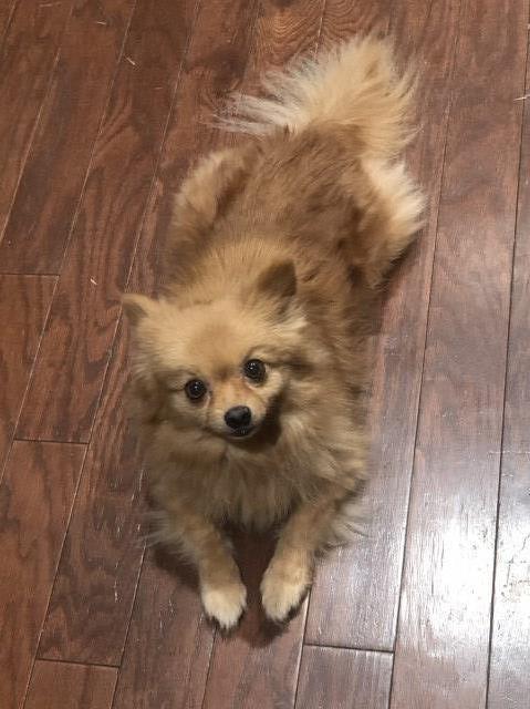 Female Pomeranian