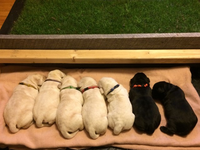 AKC Labrador retriever litter