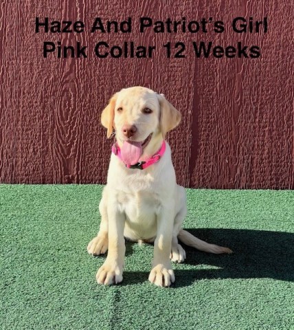Labrador Retriever