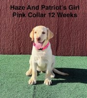 AKC Yellow And Champagne Labrador Puppies Labrador Retriever for sale/adoption