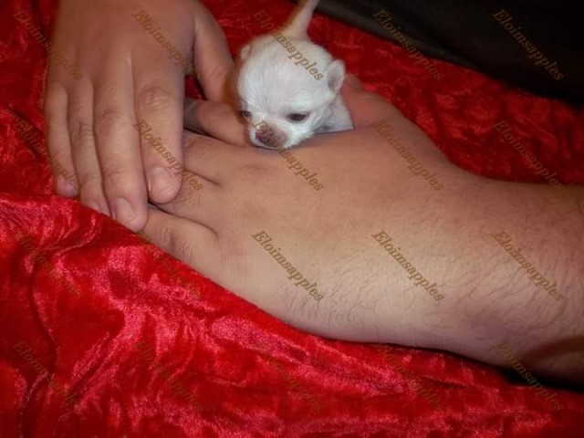 Apple Head Chihuahua  Spunky