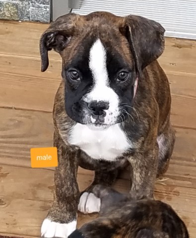 Boxer puppy for sale + 53960