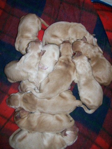 Golden Retriever puppy for sale + 50226