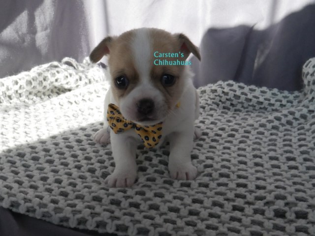 Your Furever Friend