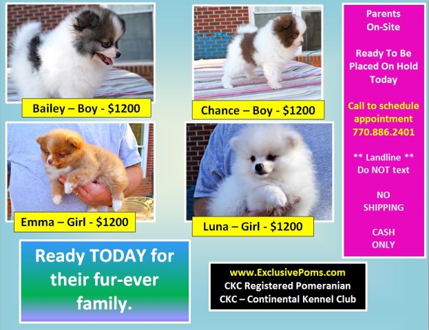 Adorable CKC Pomeranian Pup  - Emma, female