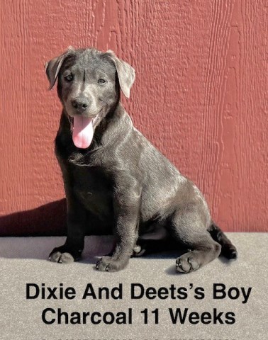 AKC Labrador Puppies