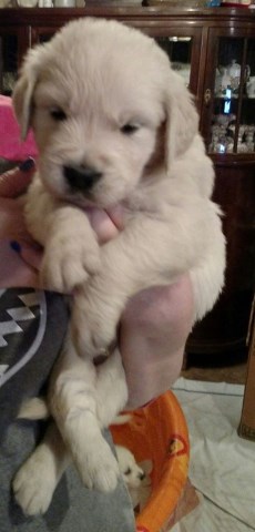 Golden Retriever puppy for sale + 48020