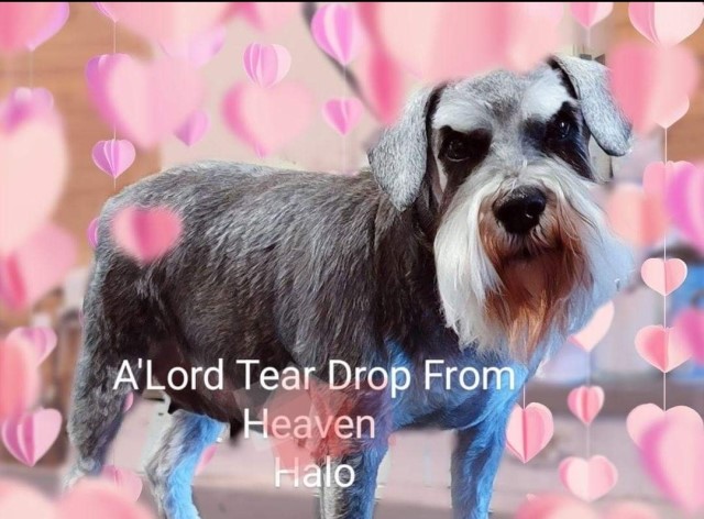 A'Lord Miniature schnauzer