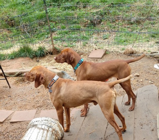 Vizsla puppy for sale + 64020