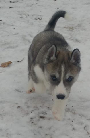 siberian husky puppy dog