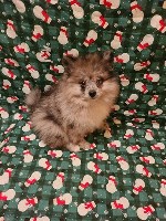 Pomeranian-Pibble-male Pomeranian for sale/adoption