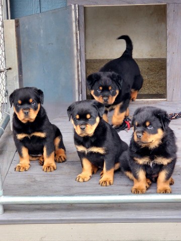 Rottweiler puppy for sale + 64476