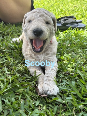 Goldendoodle puppy for sale + 67138