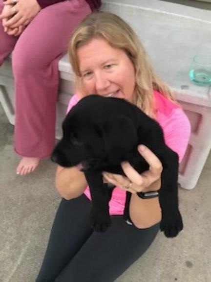 Labrador Retriever puppy for sale + 49355