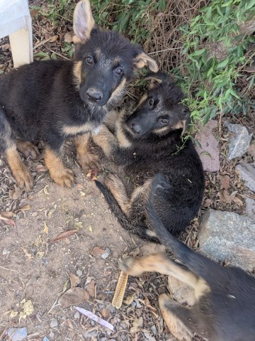 German Shepherd Dog puppy for sale + 66662