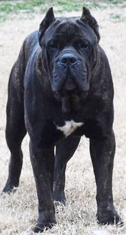 download cane corso champion bloodlines download cane corso champion bloodlines