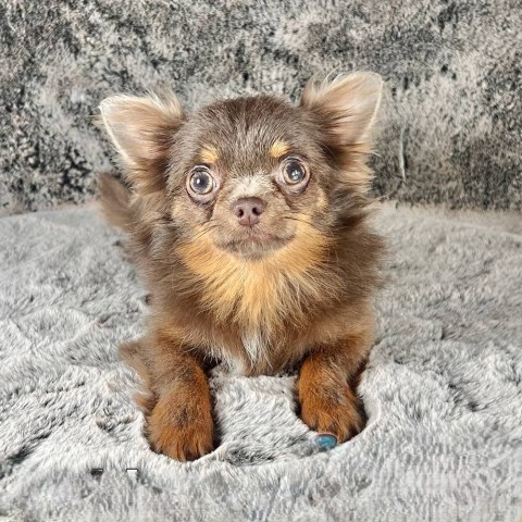Tiny LC Male Chihuahua Young Adult