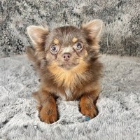 Tiny LC Male Chihuahua Young Adult Chihuahua for sale/adoption