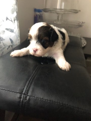 Shih Tzu puppy for sale + 66794