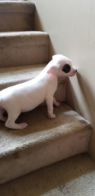 Dogo Argentino Pirate Eye Male