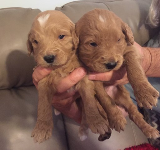 Goldendoodle puppy for sale + 51215