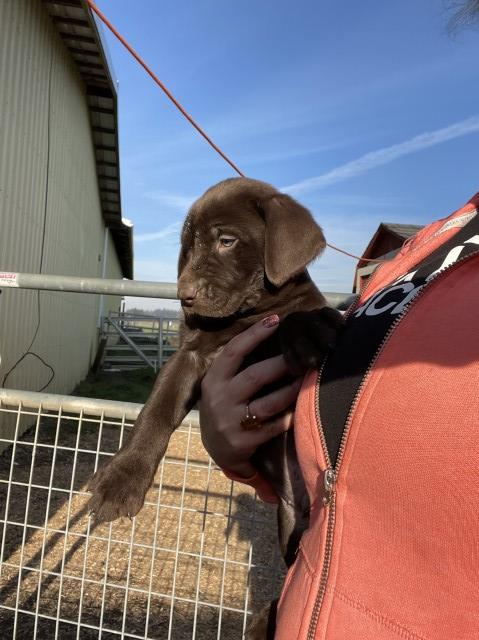 Labrador Retriever puppy for sale + 62946