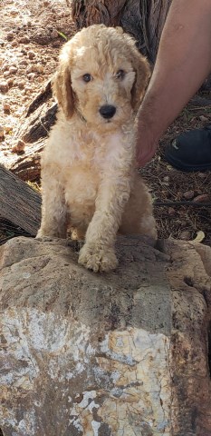 Poodle Standard puppy for sale + 53764