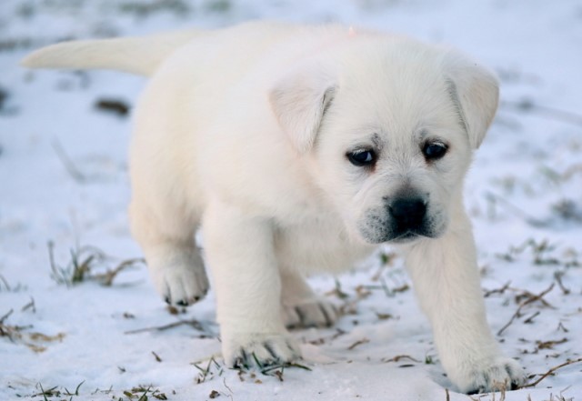 AKC White English Labrador Retriever Puppies for Sale!