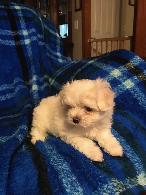 Maltese puppy for sale + 48687