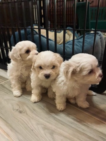 Morkie Poo 3 males available