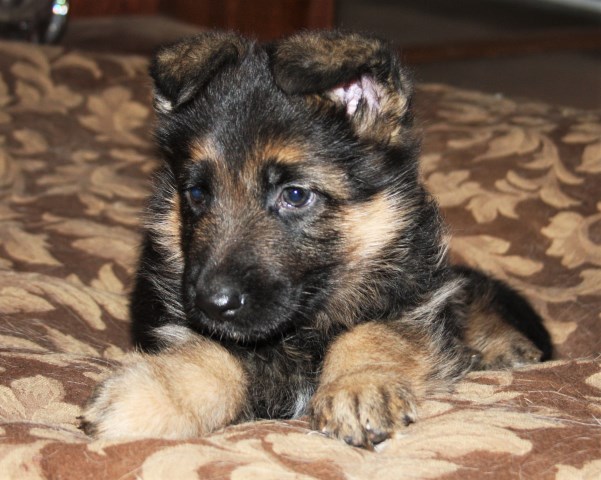 German Shepherd Dog puppy for sale + 51804