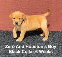 Labrador Retriever thumbnail