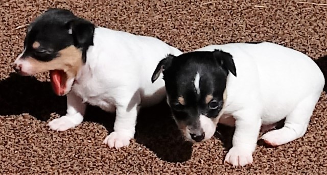 Toy Fox Terrier puppy for sale + 54405