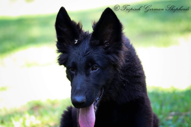 Solid black long coat male German shepherd puppy