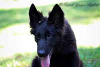 Solid black long coat male German shepherd puppy German Shepherd Dog for sale/adoption