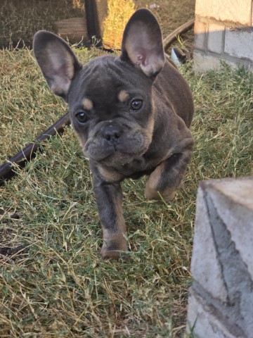 French Bulldog puppy for sale + 66191