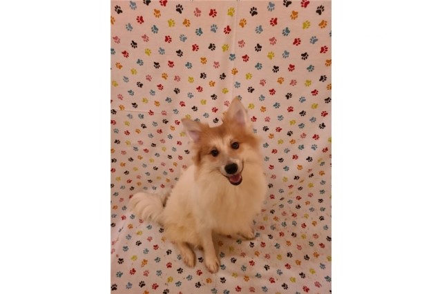 American Eskimo Dog puppy for sale + 64884