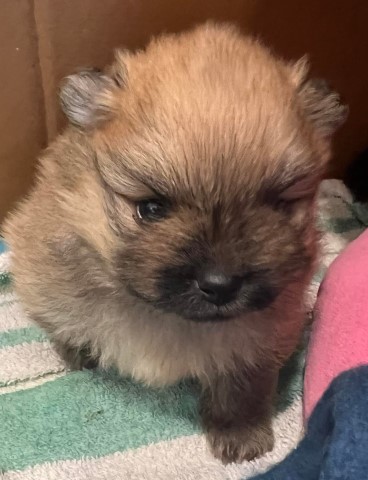 Pomeranian puppy for sale + 63126