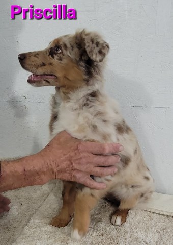 Australian Shepherd Dog puppy for sale + 65098