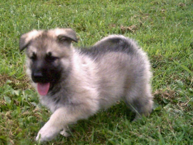 German Shepherd Dog puppy for sale + 48125