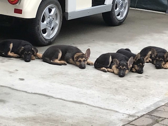 German Shepherd Puppies for Sale