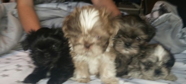 Shih-Tzu Merle Puppies