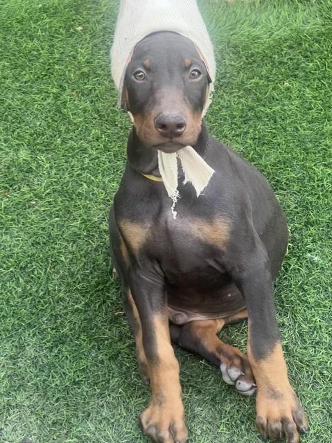 Doberman Puppies